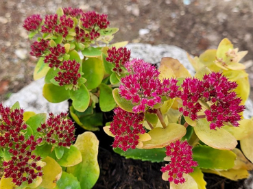 Sedum Herbstfreude Hohe Fetthenne